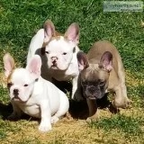 French Bulldog puppies