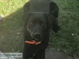 Lab Male