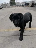 Black labs
