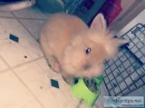 LionHead Bunny