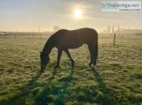 Horses For Sale in Lincolnshire  Kruger Equestrian