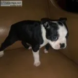 Boston Terriers puppies