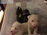 Pittbull puppies