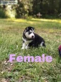 Siberian husky puppies