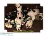 Windriver Great Danes with CH Bloodlines