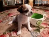 Shichi Shih tzuChihuahua