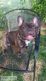 CKC French Bulldog