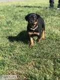 Rottweiler male puppy