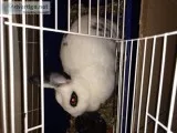 Year old female bunny