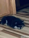 BLACK AND TAN FEMALE POMERANIAN