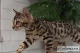 bengal kittens 500