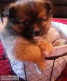 Pomeranian