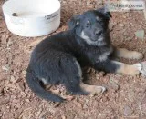 Puppies - German Shepherd x Australian ShepherdBorder Collie