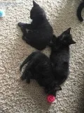 3  Girls