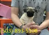 Stunning Pug Pups Boys and Girls Left..11 Weeks 
