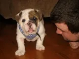English bull dog