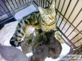 FREE KITTENS