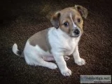 Jack russel