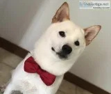 Male Shiba Inu