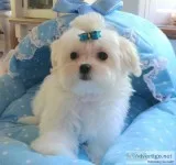 Quality registered maltese puppies