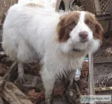 Border Collies red and white males