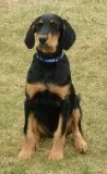 Doberdoodles