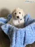 GoldenDoodle pups