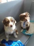 Australian Sheppard 3 months 300