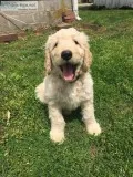 F1 Goldendoodles