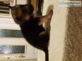 German Shepherd Puppies