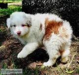 Beautiful Australian Shepherd Puppies