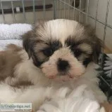 Male Shitz Tzu dog needs home