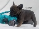 11 week old female French bulldog