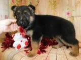 German Shepherd puppies