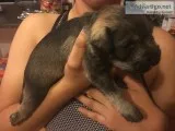 Miniature Schnauzer puppy