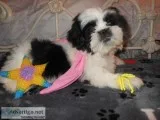 ACA LHASA APSO PUPPIES