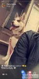 Siberian husky looking for a great home 