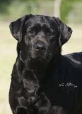 Quality Pet Shop