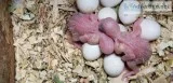 Hf bby parakeets