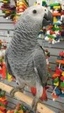 African Grey Parrots Text