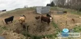 mini cows