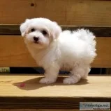 Nice and healthy maltese puppies 