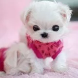FINANCE A PUPPY  APPROX. 200 A MONTH IN PAYMENTS