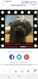 Shih poo