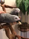 Our Available Birds &raquo ABOUT OUR BABY AFRICAN GREY PARROTS