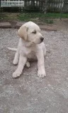 F1 Goldador  Puppies