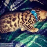 Gorgeous bengal kittens with championship bloodlines