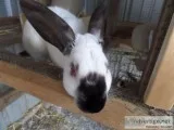 Himalayan Rabbits (pair)