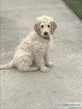 Golden doodle