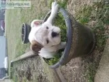 Champion bred english bulldog for sale.